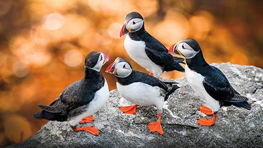 Puffins sitting on a cliff edge in Iceland